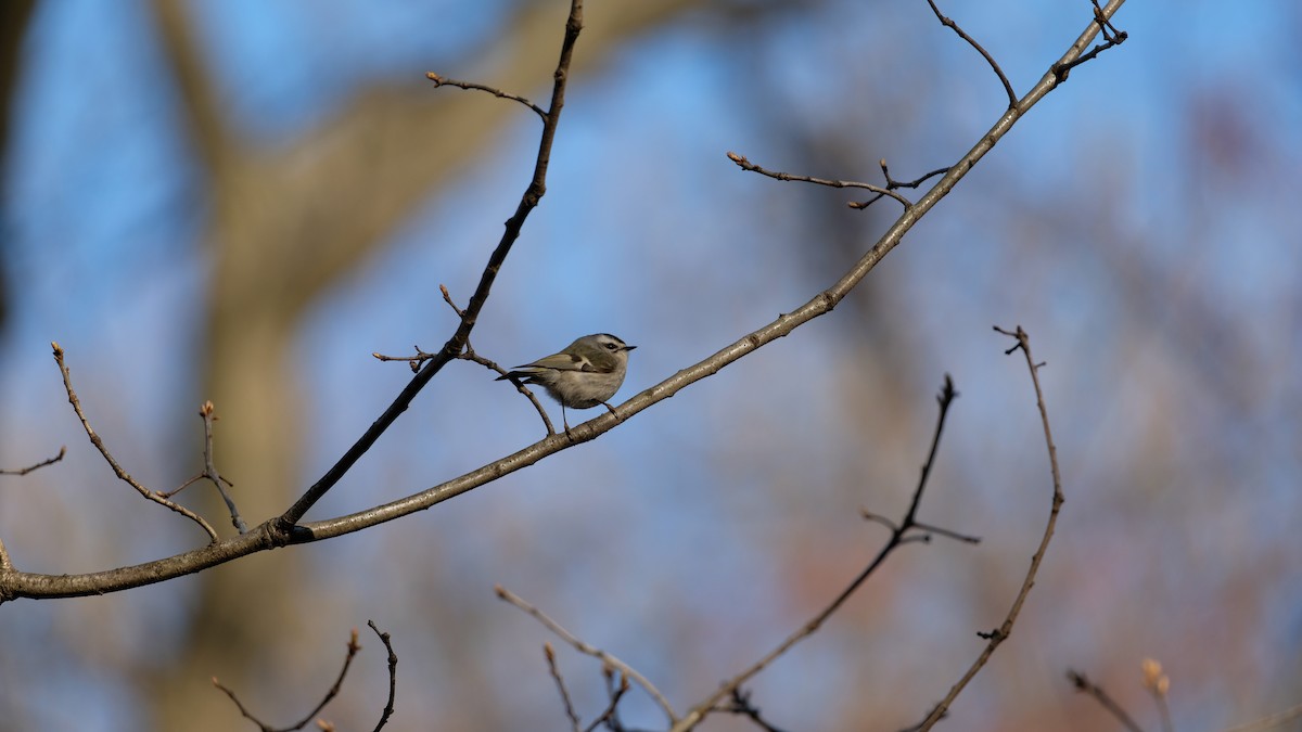 Golden-crowned Kinglet - ML633468055