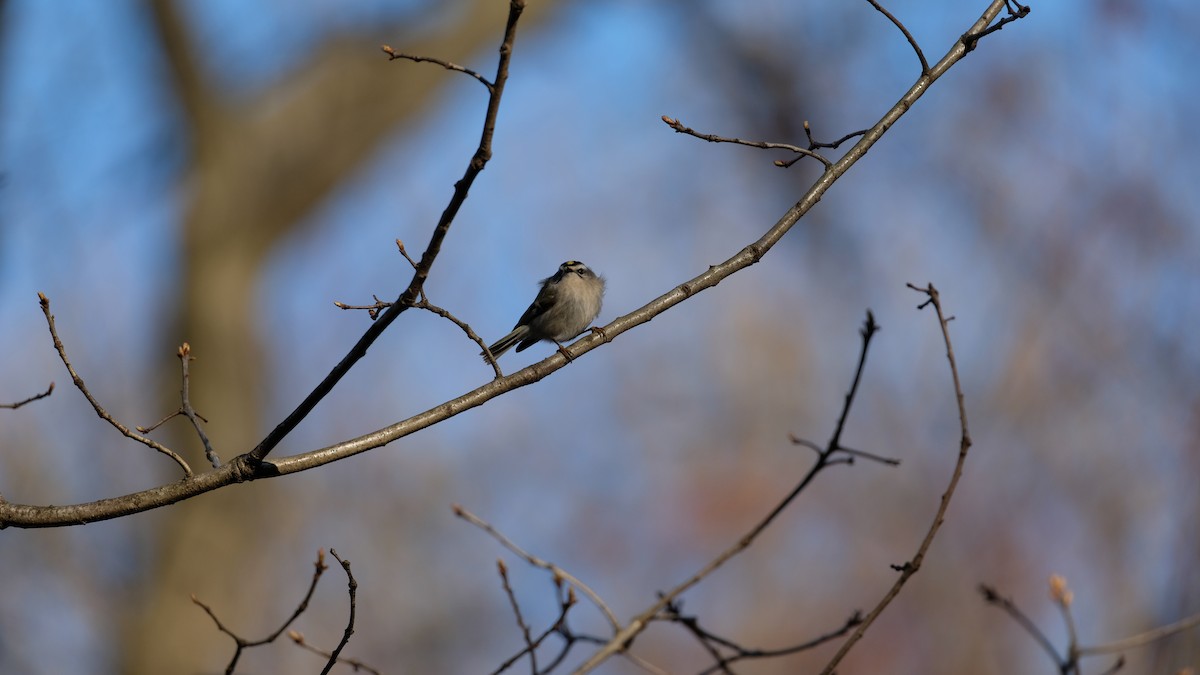 Golden-crowned Kinglet - ML633468061