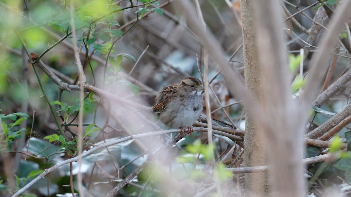 White-throated Sparrow - ML633468068