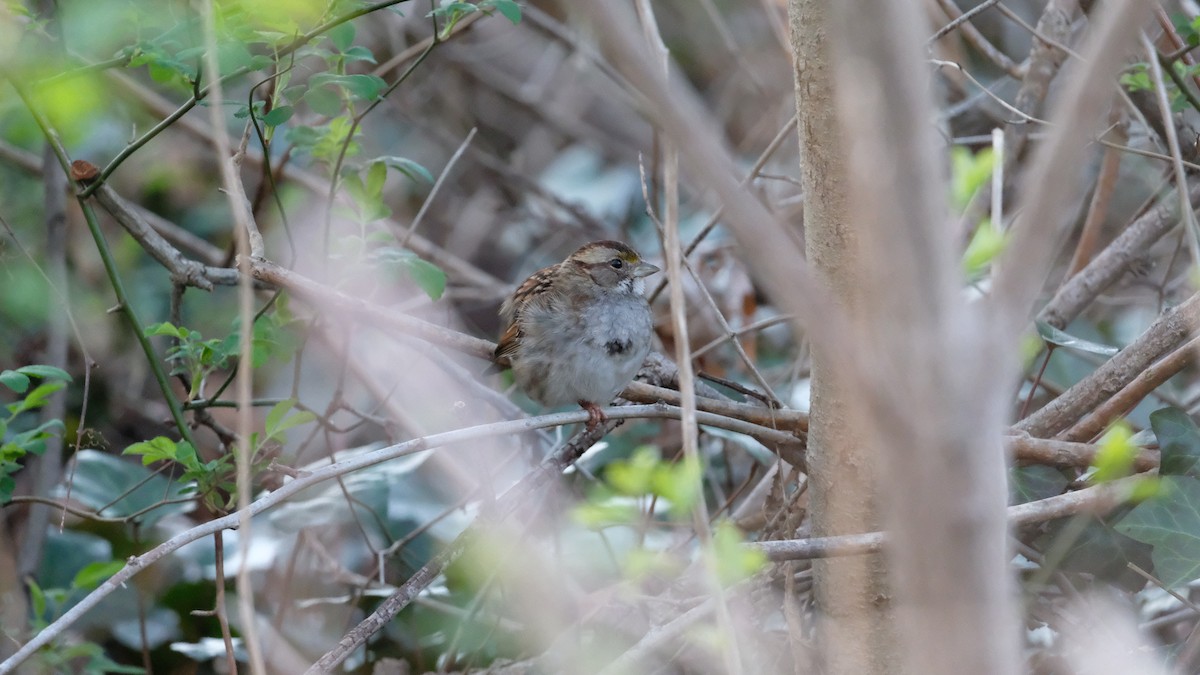 White-throated Sparrow - ML633468072