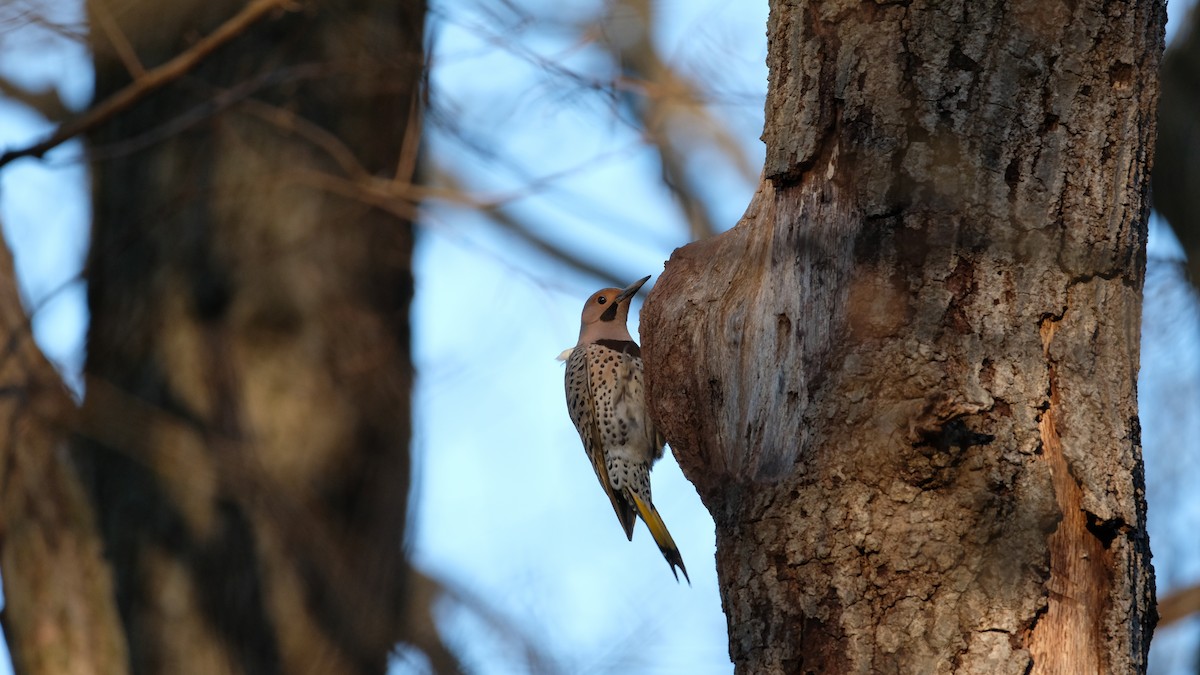Northern Flicker - ML633468129