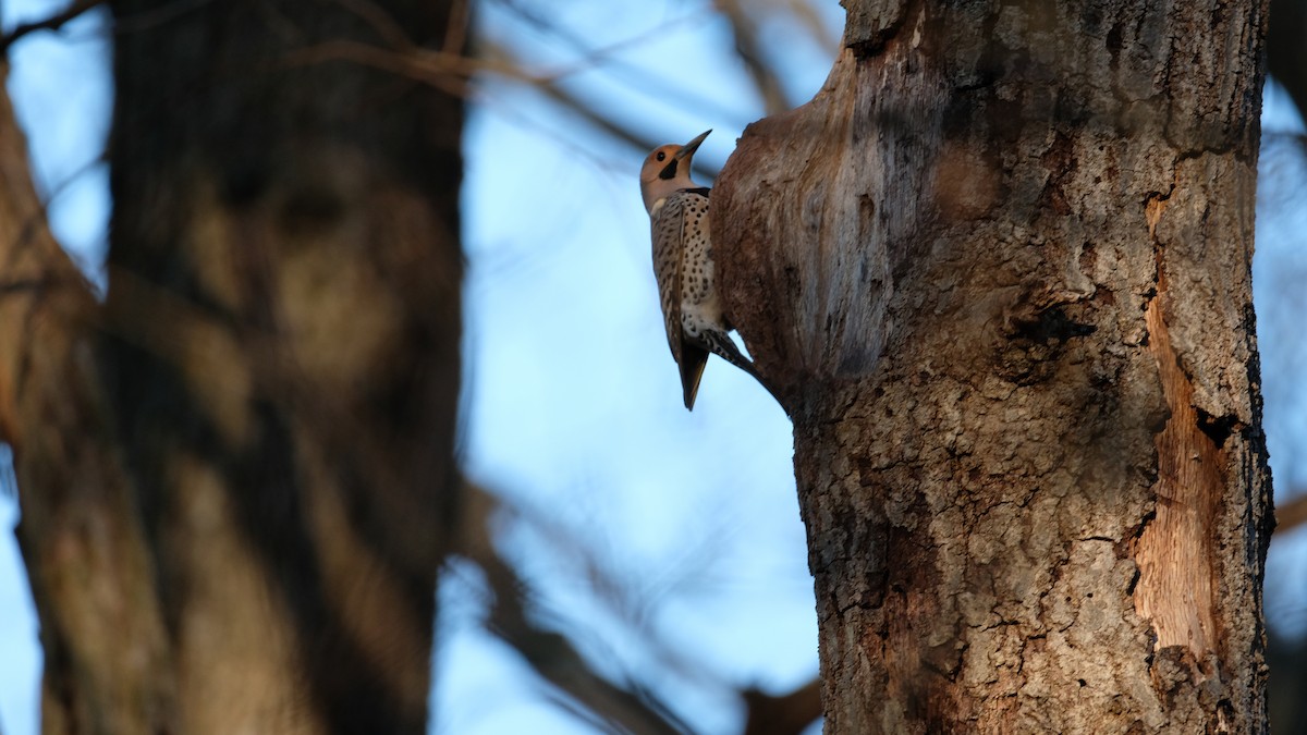 Northern Flicker - ML633468131