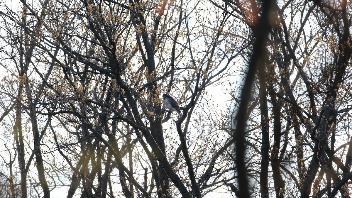 Red-tailed Hawk - ML633468198
