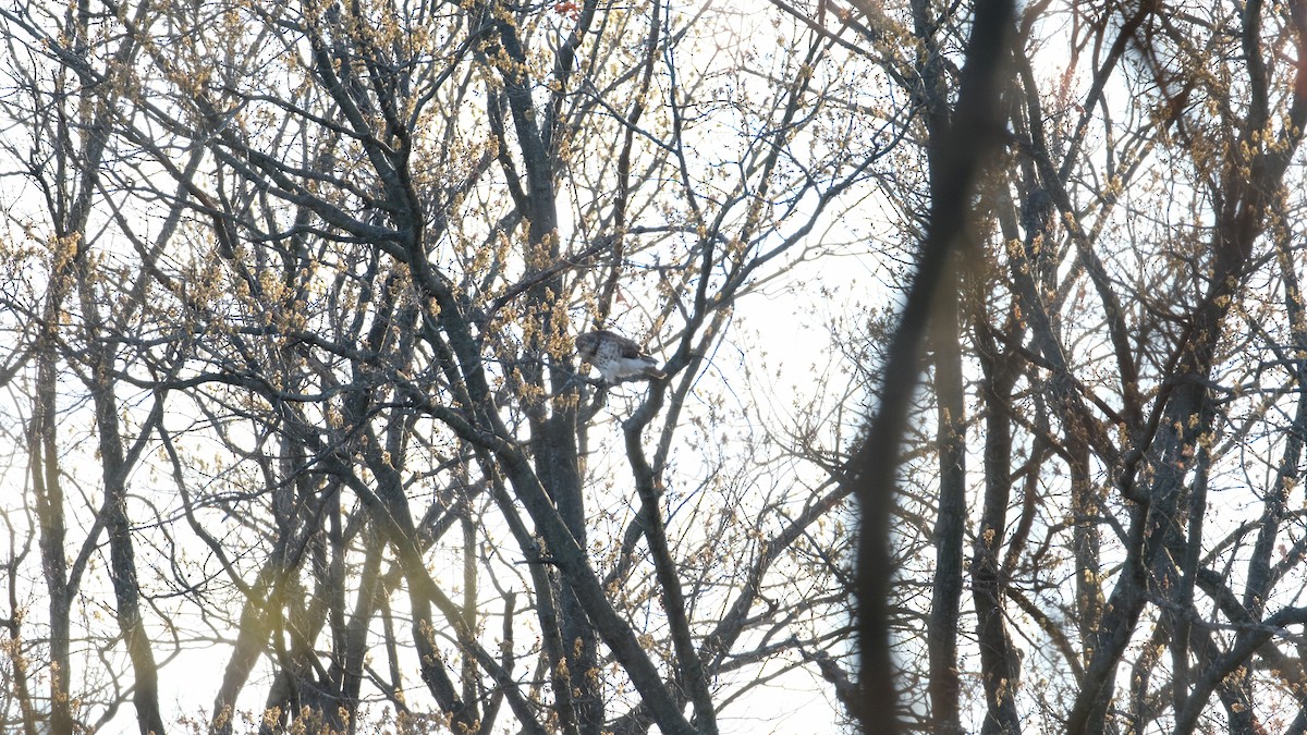 Red-tailed Hawk - ML633468202