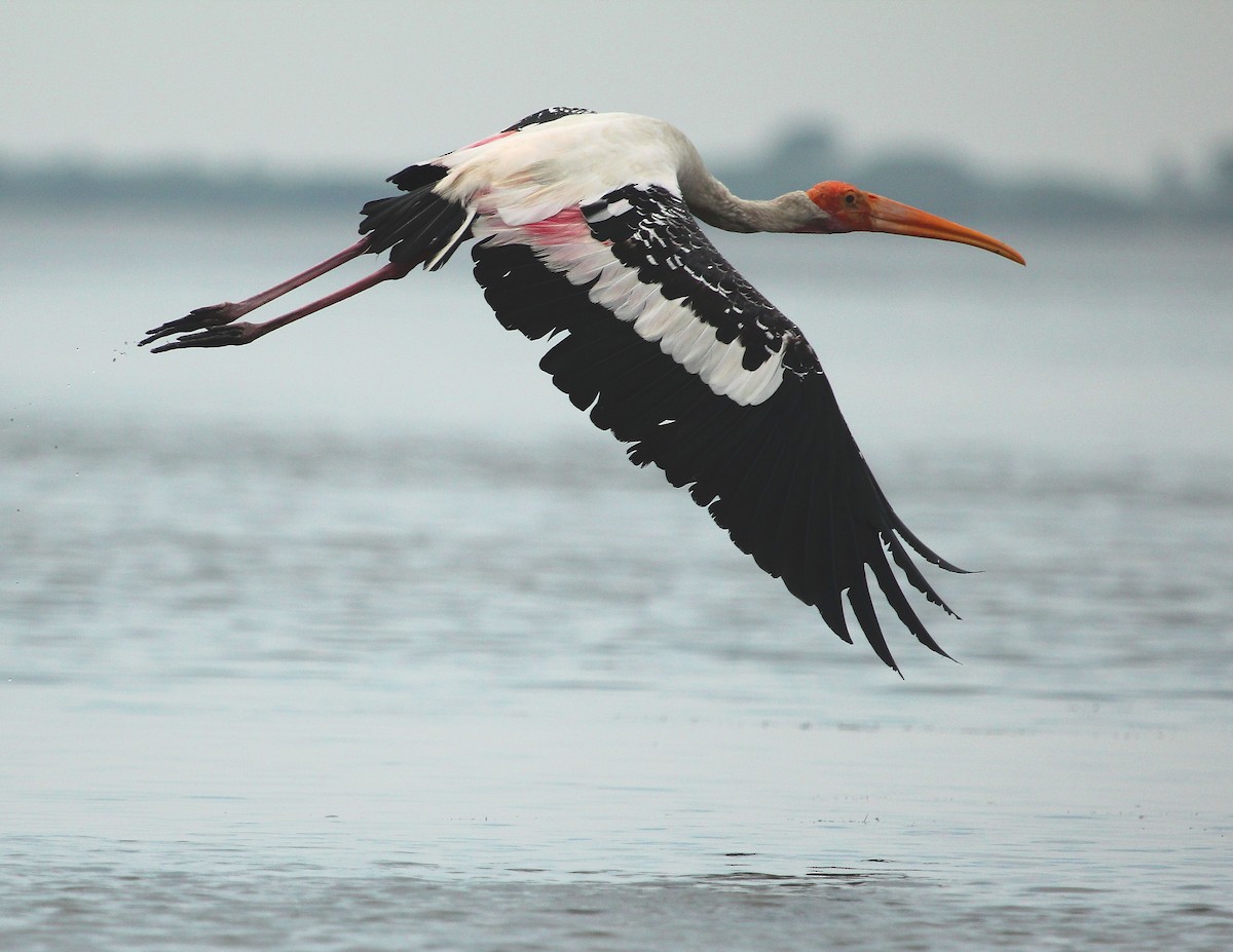 Painted Stork - Gopi Krishna