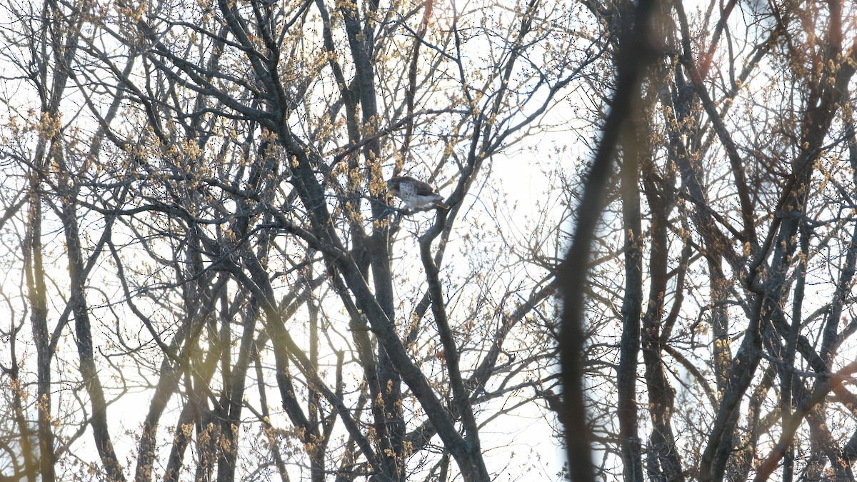 Red-tailed Hawk - ML633468210