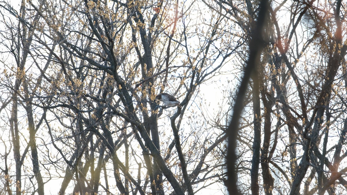 Red-tailed Hawk - ML633468222