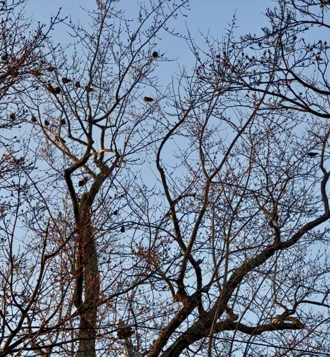 Fish Crow - ML633468300