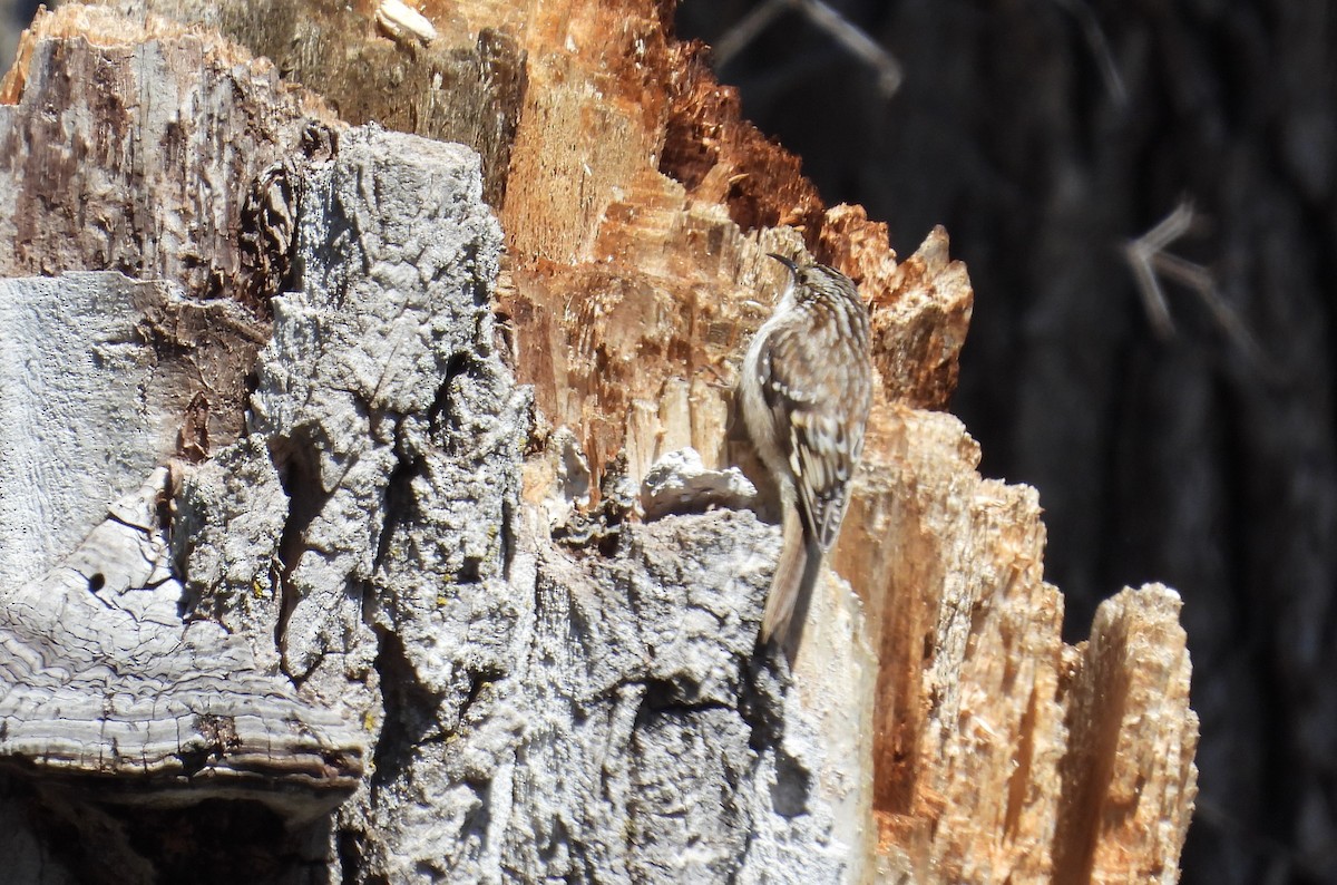 Brown Creeper - Matt Tobin