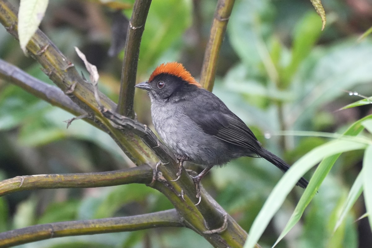 Cuzco Brushfinch - ML633468373