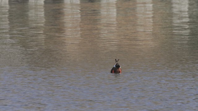 Northern Shoveler - ML633468426