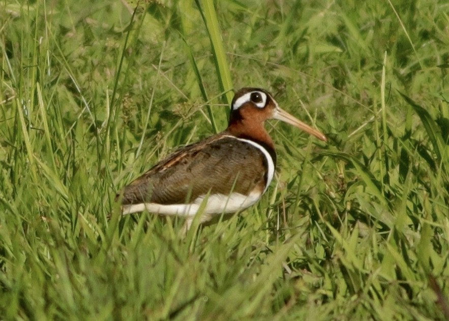 Greater Painted-Snipe - ML633468553