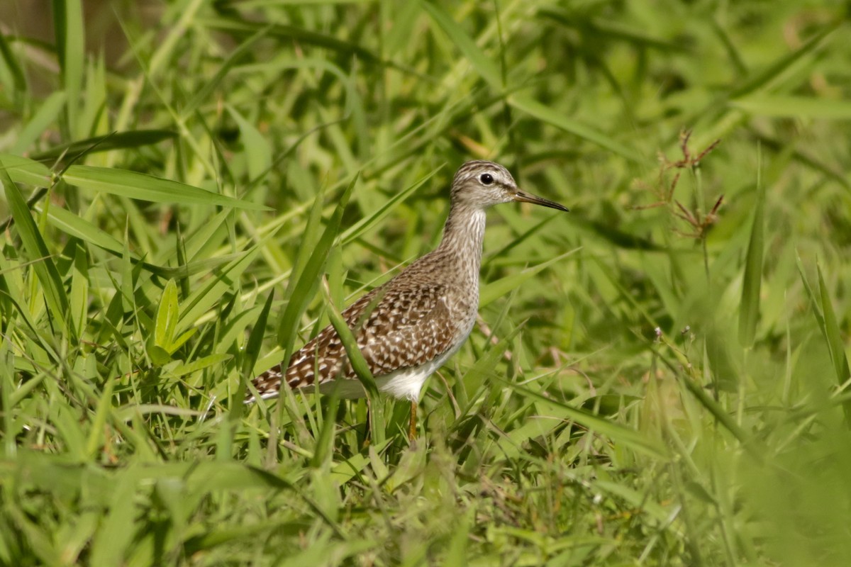 Wood Sandpiper - ML633468584