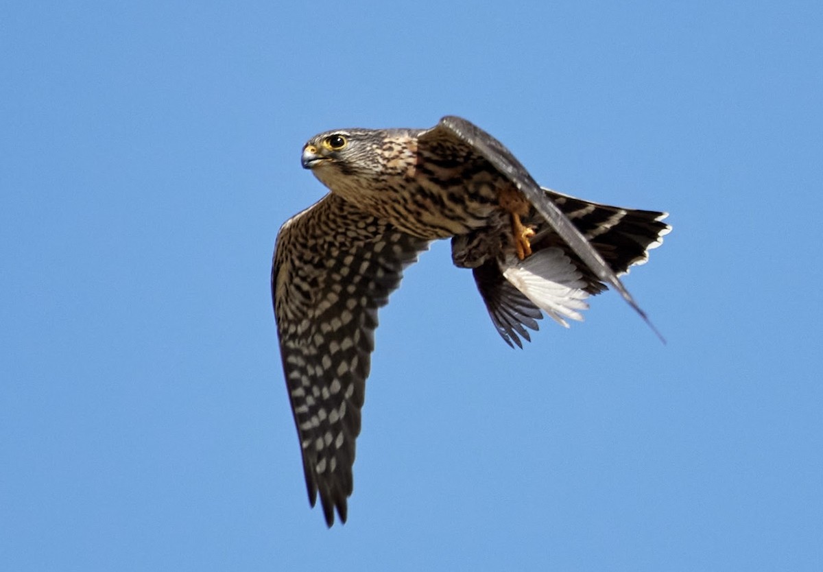 Merlin - ML633468607