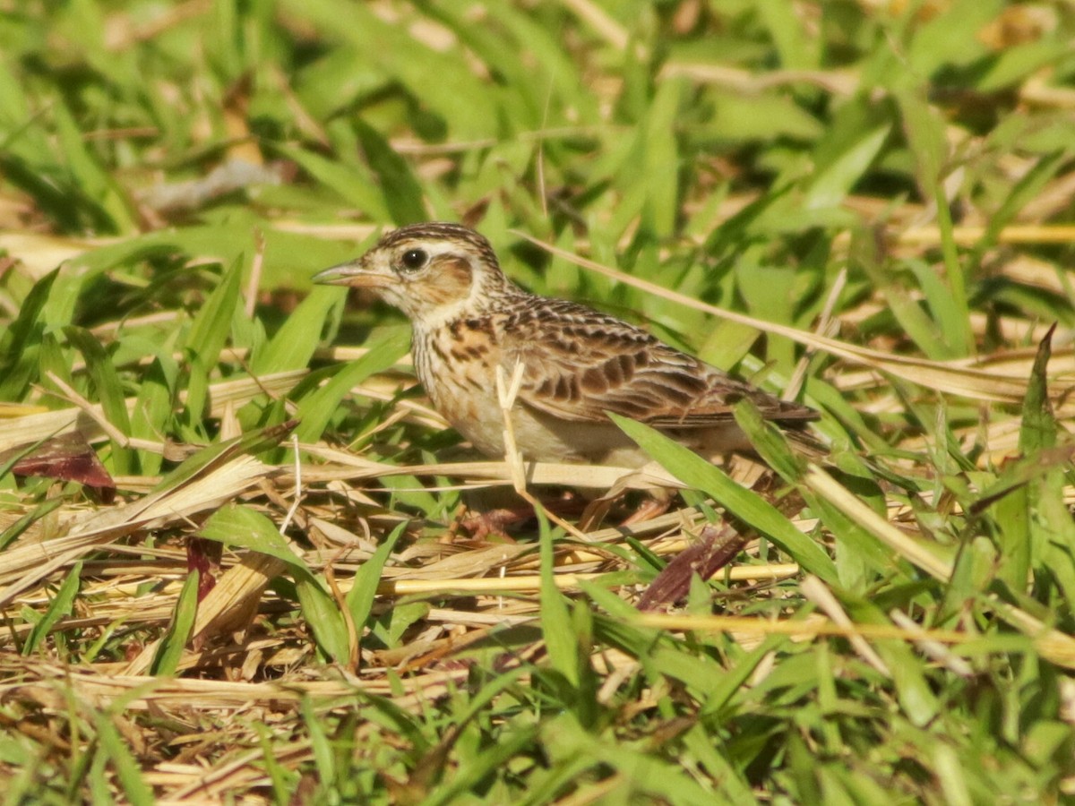 Oriental Skylark - ML633468637