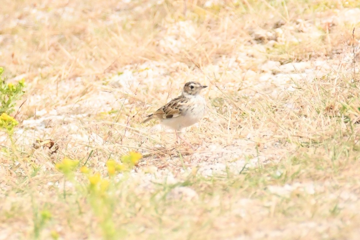 Wood Lark - Diego García Díaz