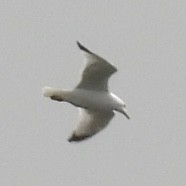 Ring-billed Gull - ML633468697