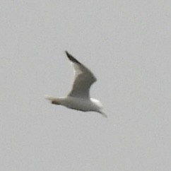 Ring-billed Gull - ML633468699