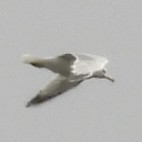Ring-billed Gull - ML633468703