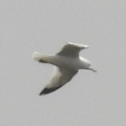 Ring-billed Gull - ML633468705