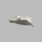 Ring-billed Gull - ML633468707