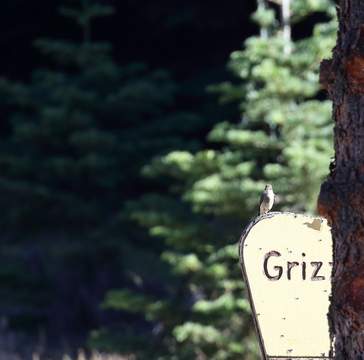 Dusky Flycatcher - Kent Leland