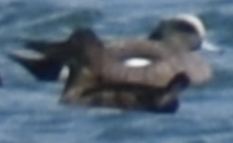 Érismature rousse - ML633468716