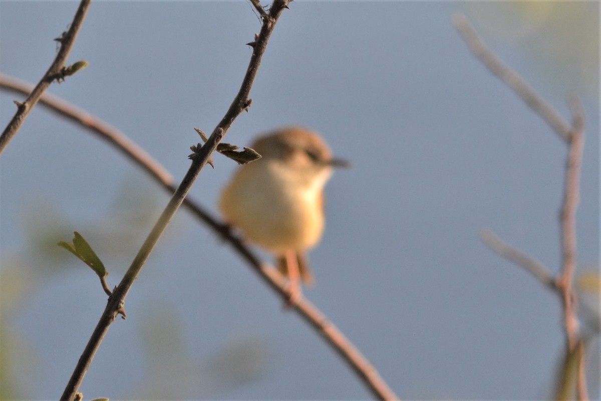Prinia modeste - ML633468721