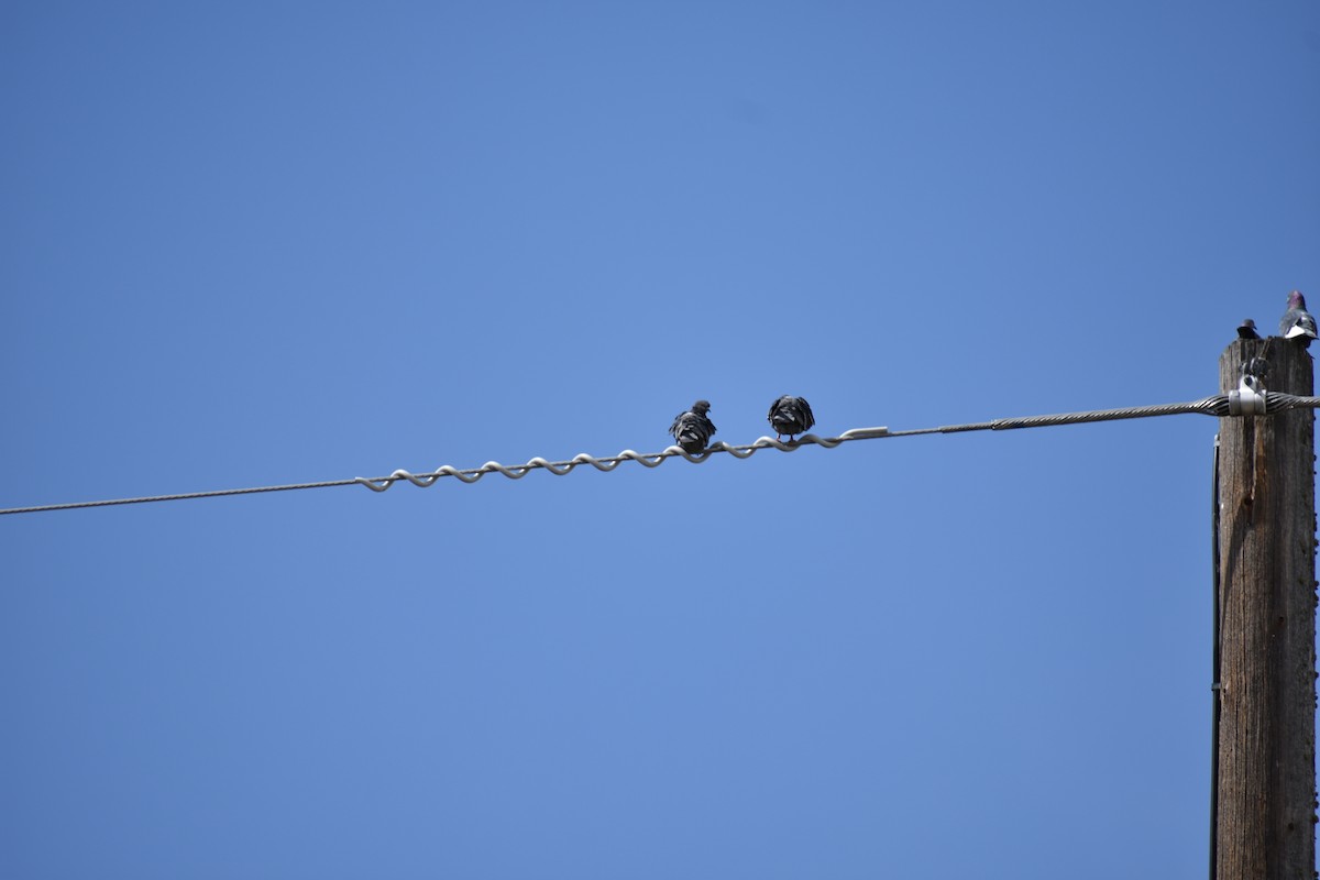 Pigeon biset (forme domestique) - ML633468738