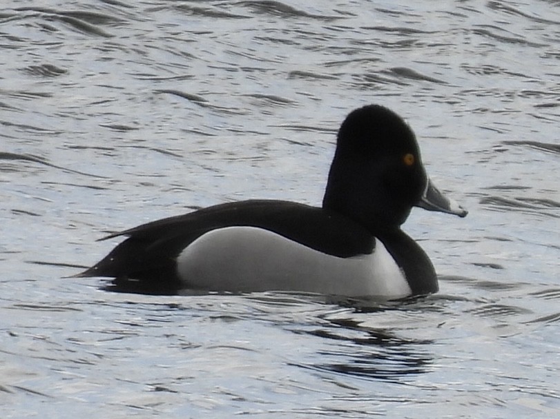Ring-necked Duck - ML633468817