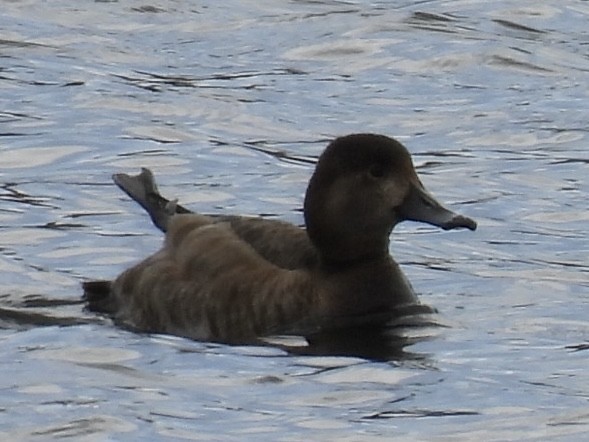 Ring-necked Duck - ML633468818
