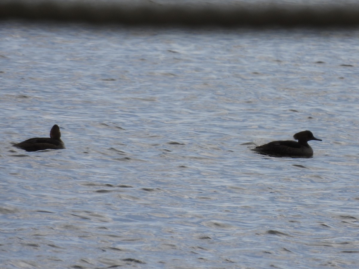 Hooded Merganser - ML633468827