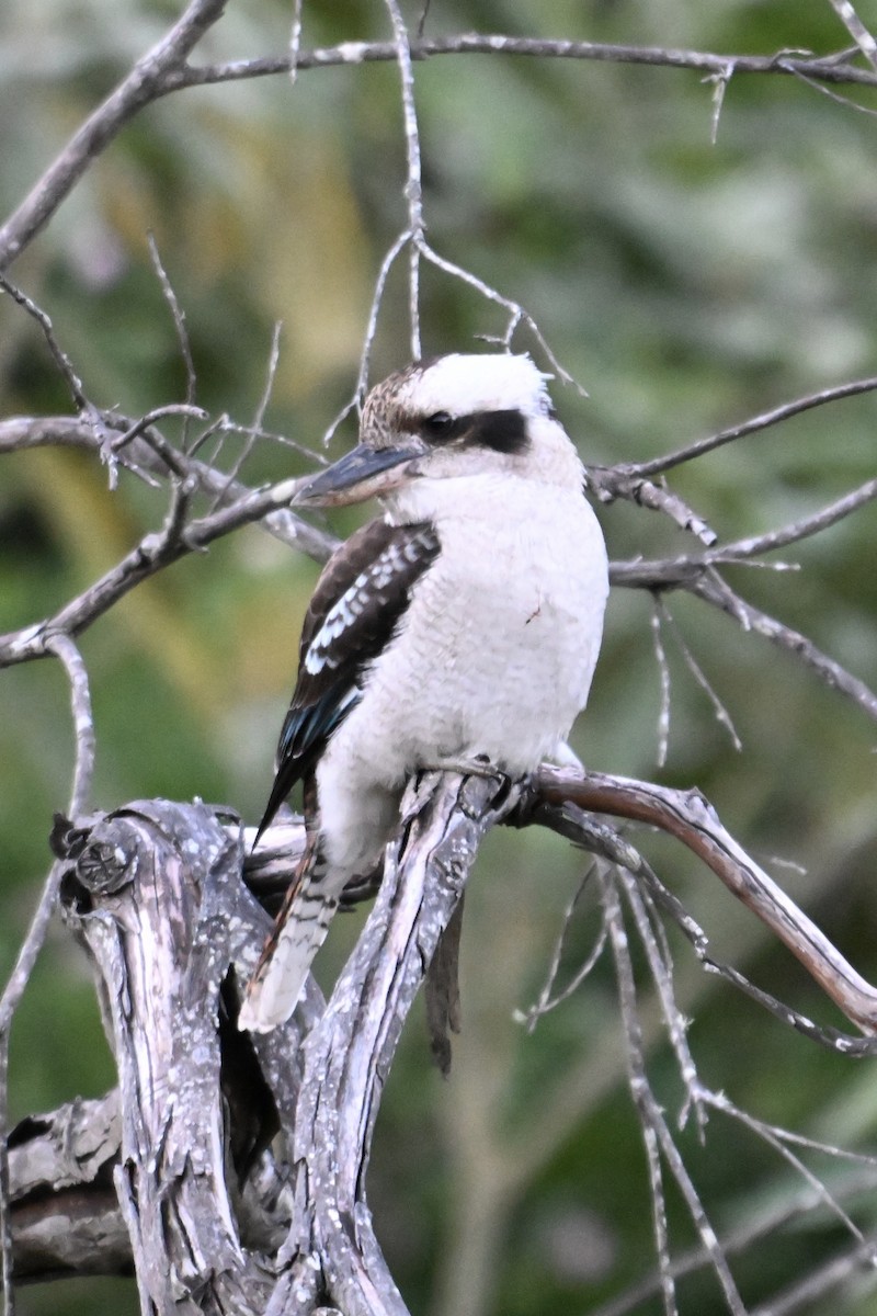 Laughing Kookaburra - ML633468884