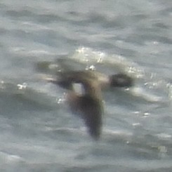 Bufflehead - ML633468919