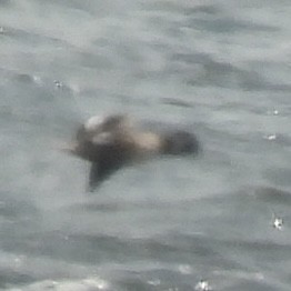 Bufflehead - ML633468921