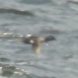 Bufflehead - ML633468922