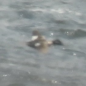 Bufflehead - ML633468923