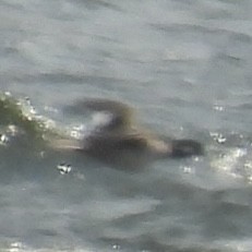 Bufflehead - ML633468924