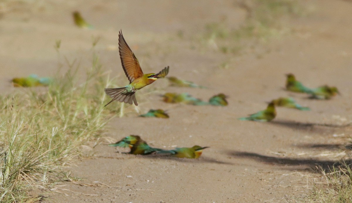 Blue-tailed Bee-eater - ML633468955