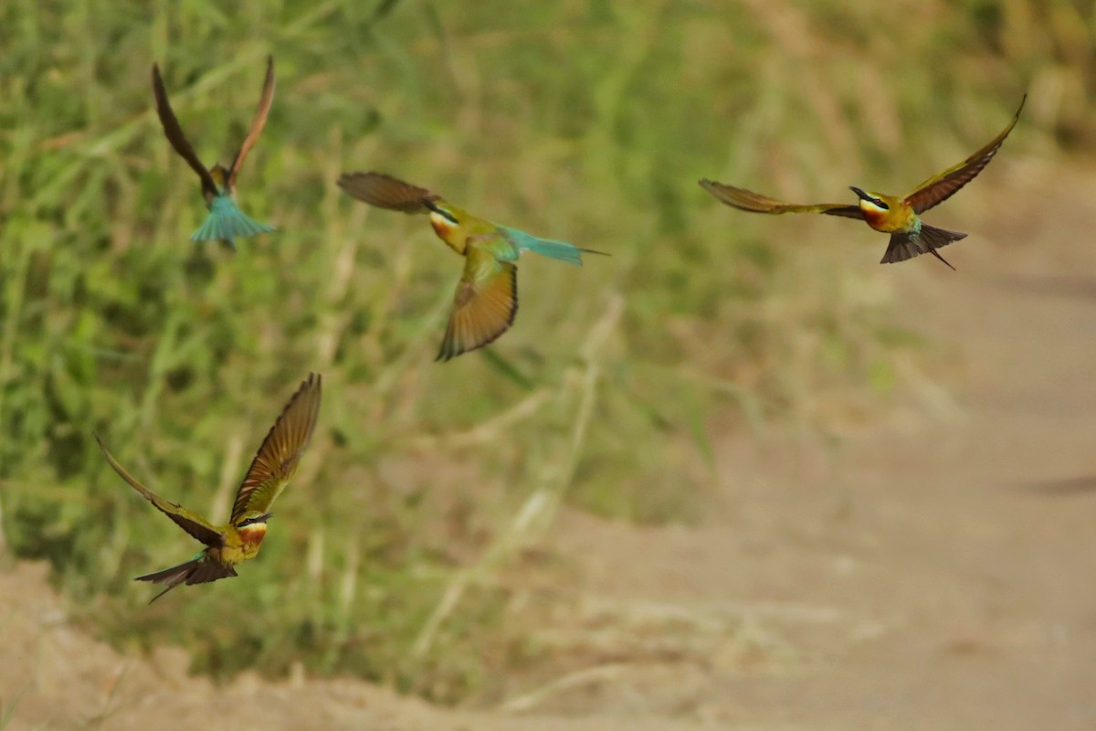 Blue-tailed Bee-eater - ML633468957