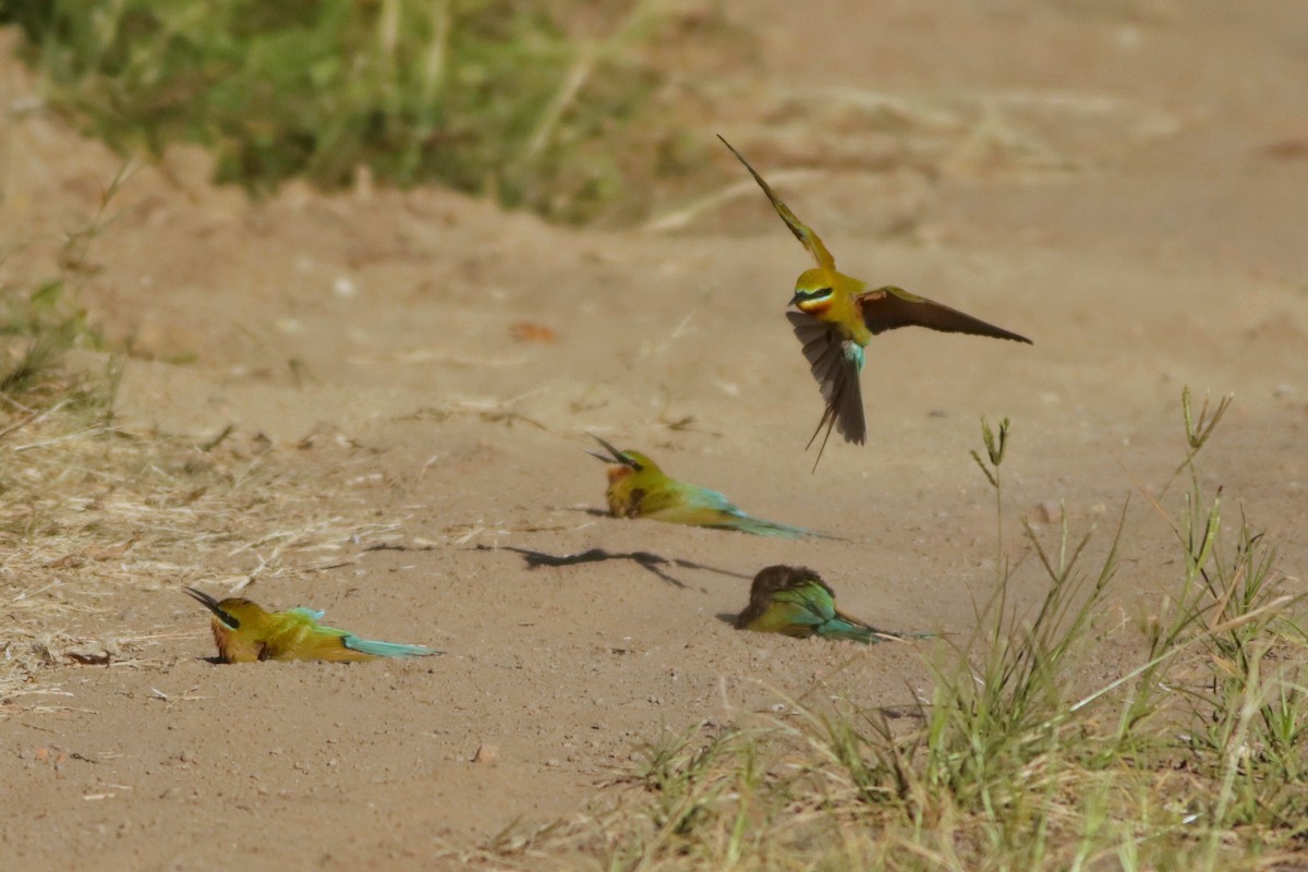 Blue-tailed Bee-eater - ML633468959