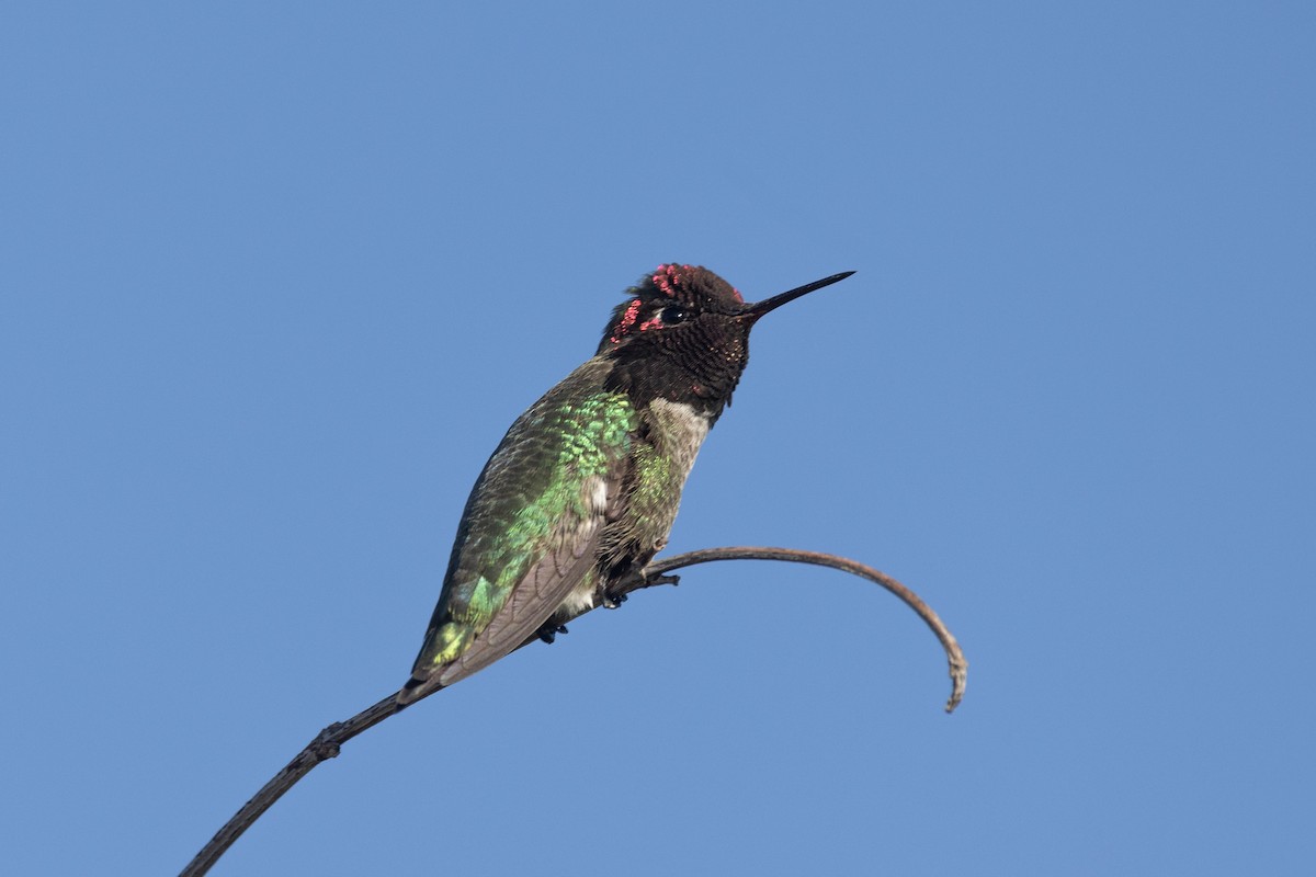 Anna's Hummingbird - ML633468965