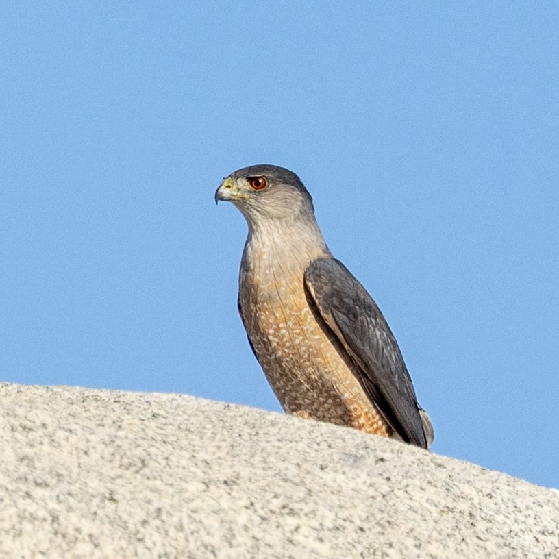 Cooper's Hawk - ML633468980