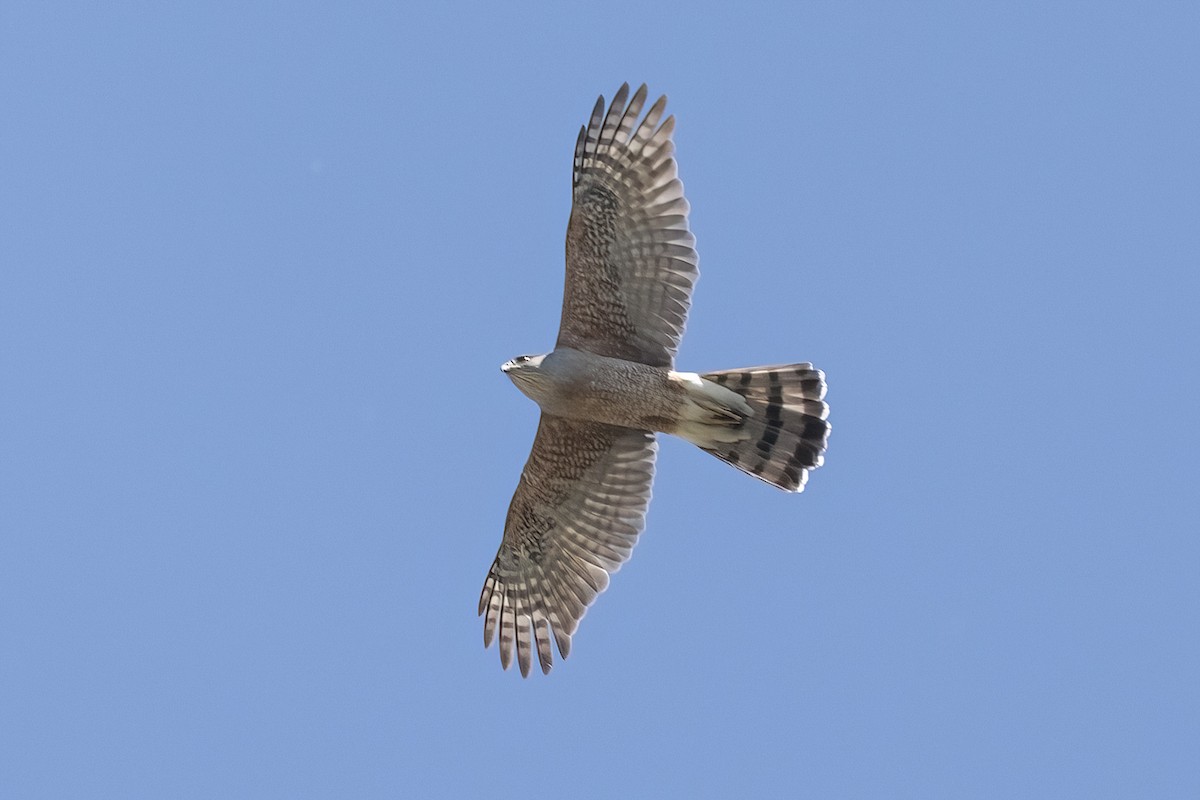 Cooper's Hawk - ML633468981