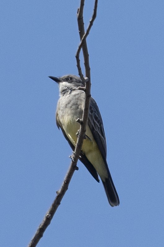 Cassin's Kingbird - ML633468993