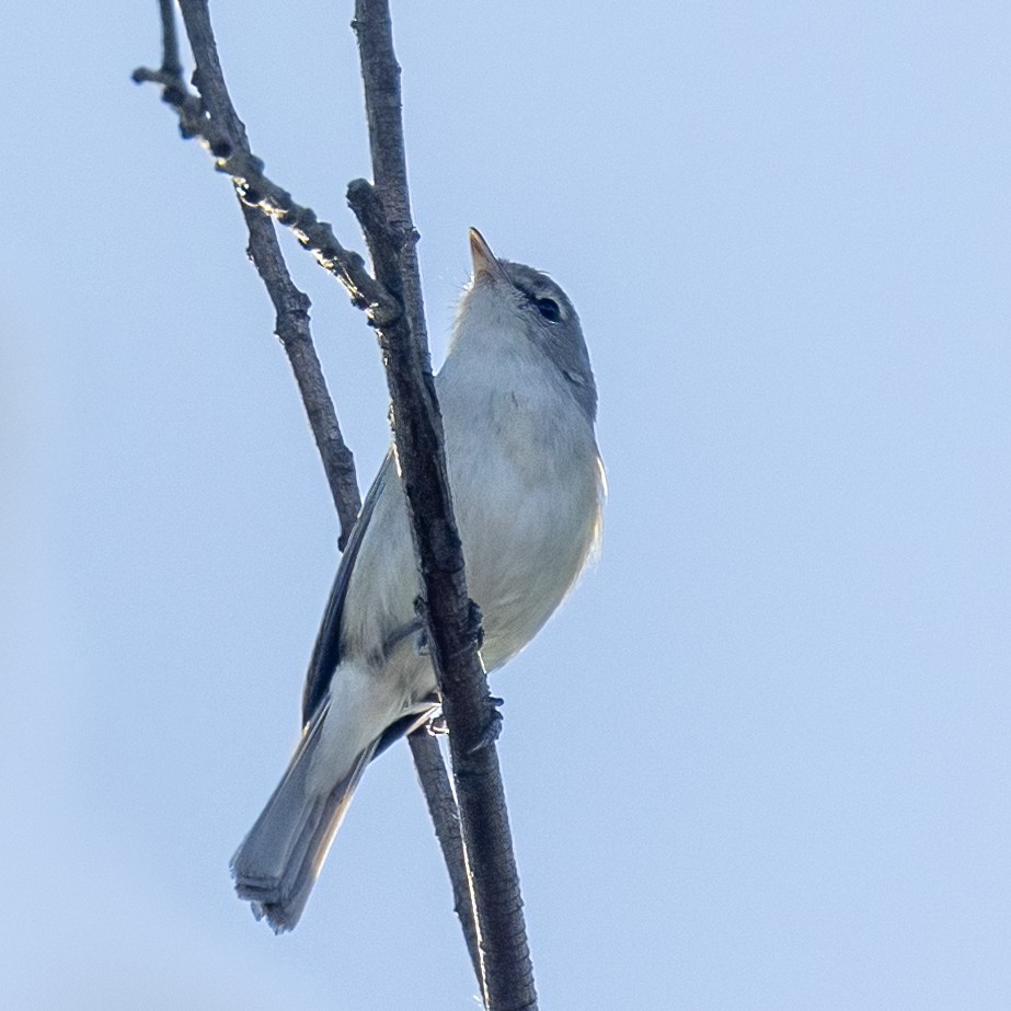 Bell's Vireo (Least) - ML633469002