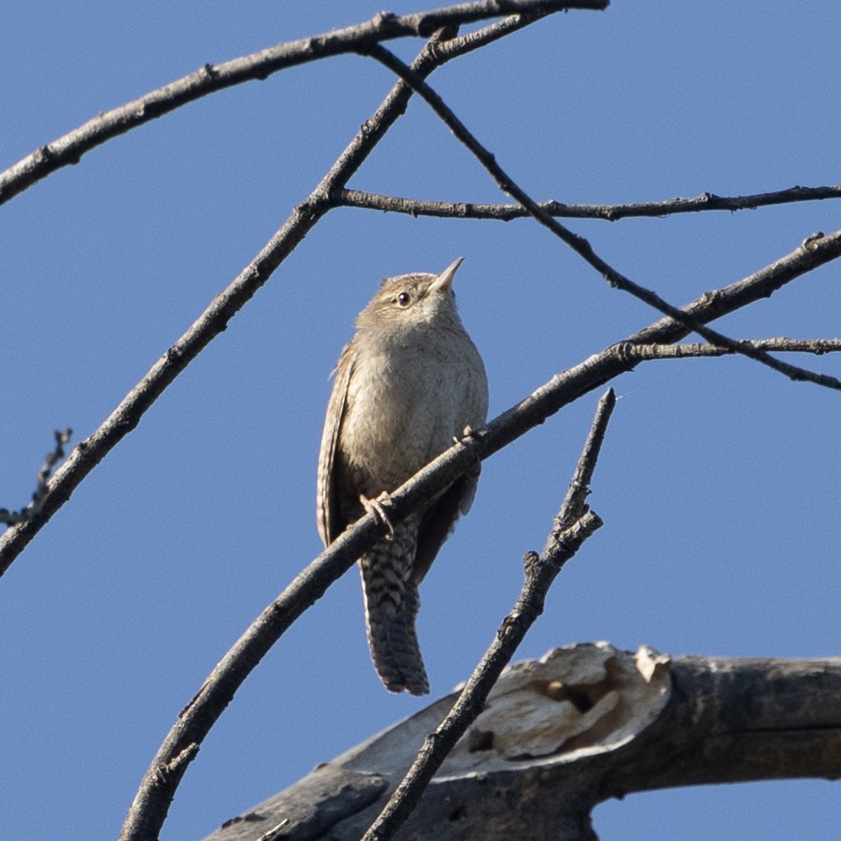 Northern House Wren - ML633469010