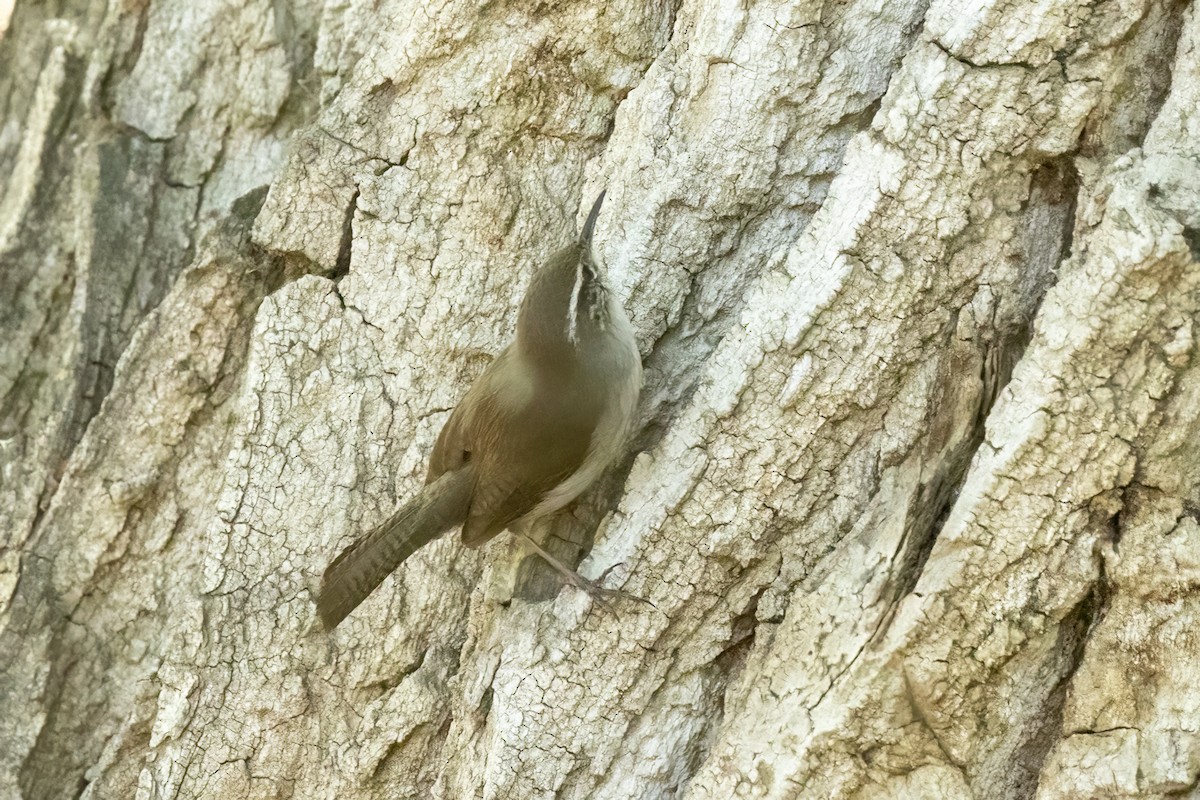 Bewick's Wren - ML633469021