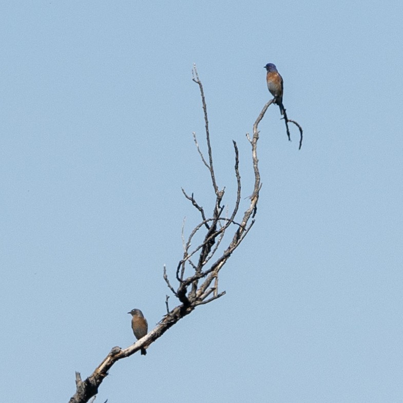 Western Bluebird - ML633469026