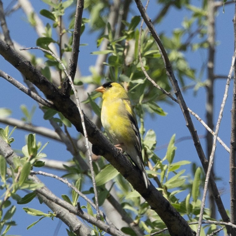 American Goldfinch - ML633469033